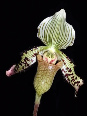 Image de Paphiopedilum schoserii