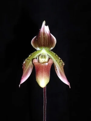 Image de Paphiopedilum siamense