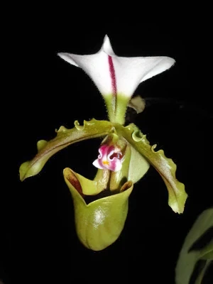 Image de Paphiopedilum spicerianum