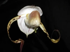 Bild von Paphiopedilum stonei