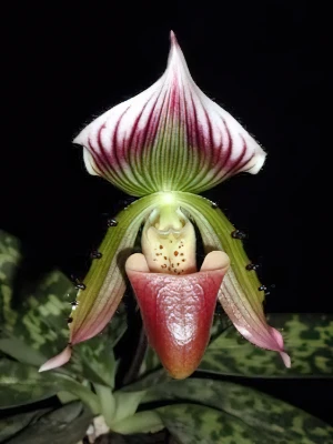 Image de Paphiopedilum sublaeve