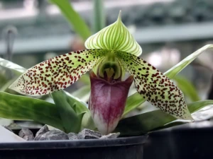 Image de Paphiopedilum sukhakulii thailand