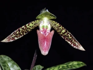 Image de Paphiopedilum sukhakulii