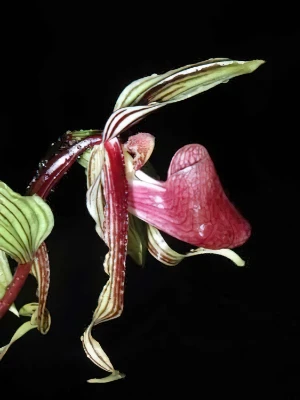 Image de Paphiopedilum supardii