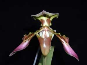 Bild von Paphiopedilum tigrinum