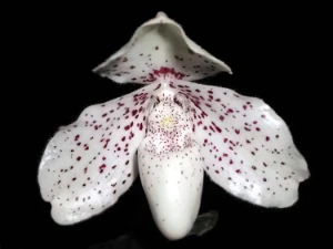 Bild von Paphiopedilum ang-thong