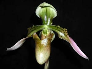 Bild von Paphiopedilum appletonianum 2