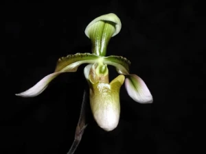 Bild von Paphiopedilum appletonianum