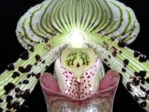 Bild von Paphiopedilum argus 2