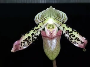 Bild von Paphiopedilum argus