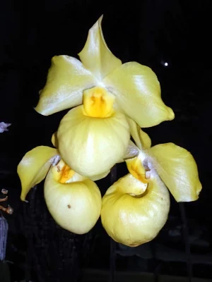 Bild von Paphiopedilum armeniacum