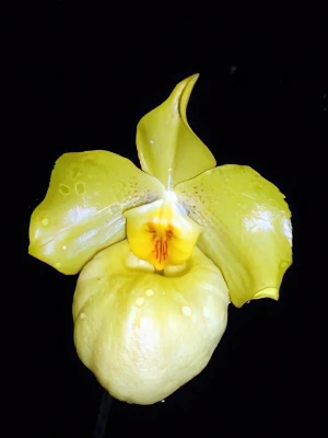 Bild von Paphiopedilum armeniacum 2