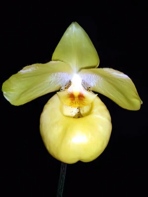 Bild von Paphiopedilum armeniacum