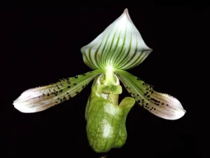 Bild von Paphiopedilum baccanum