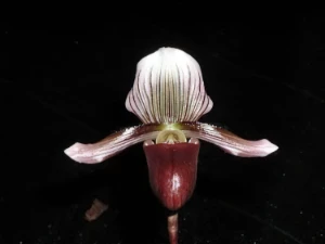 Bild von Paphiopedilum barbatum var. nigritum