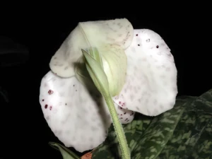 Image of Paphiopedilum bellatulum semi album t8