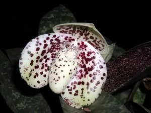 Bild von Paphiopedilum bellatulum t5