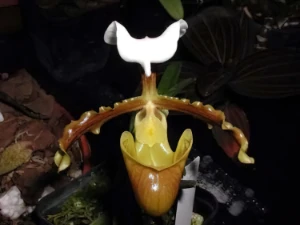 Image of Paphiopedilum coccineum 2