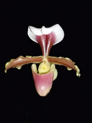 Image of Paphiopedilum coccineum