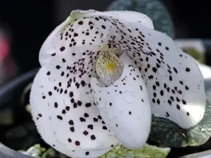 Bild von Paphiopedilum conco-bellatulum