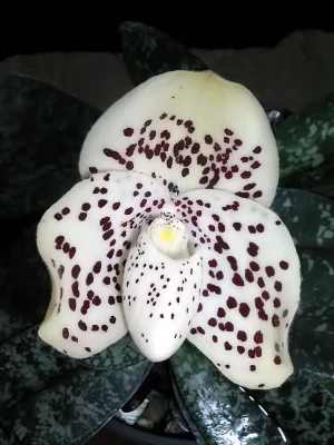 Bild von Paphiopedilum conco-bellatulum 2