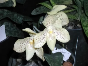 Bild von Paphiopedilum concolor thailand