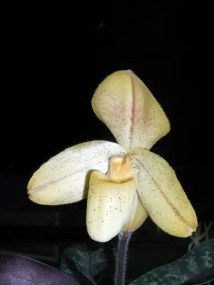 Bild von Paphiopedilum concolor var striatum