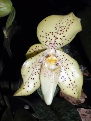 Bild von Paphiopedilum concolor