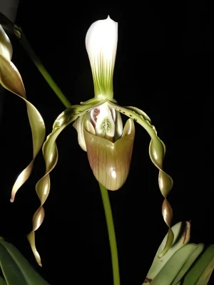 Bild von Paphiopedilum dianthum 4