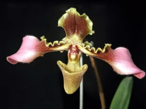 Bild von Paphiopedilum esquirolei 2