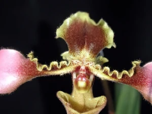 Bild von Paphiopedilum esquirolei