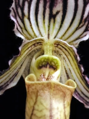 Bild von Paphiopedilum fairieanum 3