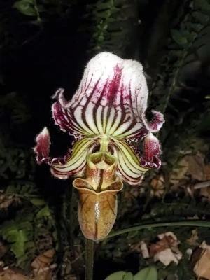 Bild von Paphiopedilum fairieanum var giganteum