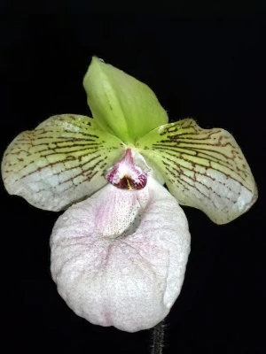 Bild von Paphiopedilum fanaticum