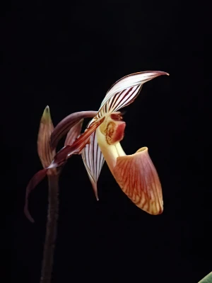 Bild von Paphiopedilum gardinerii 3