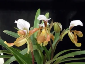 Bild von Paphiopedilum gratrixianum 3