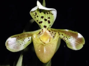 Bild von Paphiopedilum gratrixianum new species