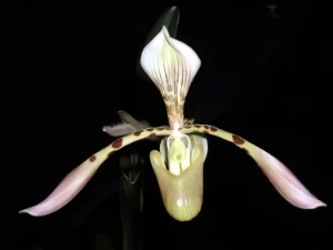 Bild von Paphiopedilum haynaldianum