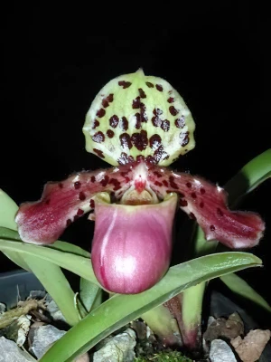 Bild von Paphiopedilum henryanum 01