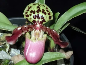 Bild von Paphiopedilum henryanum 02