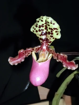 Bild von Paphiopedilum henryanum 1