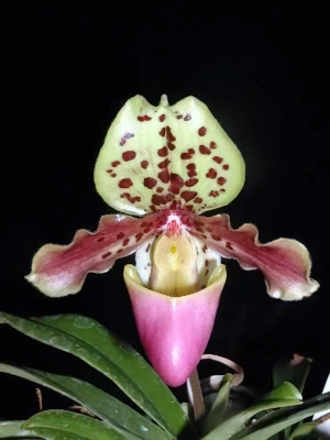 Bild von Paphiopedilum henryanum 3