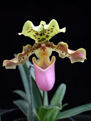 Bild von Paphiopedilum henryanum