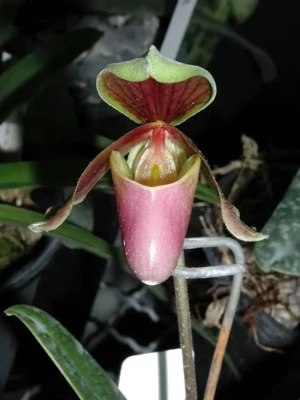 Bild von Paphiopedilum hermannii 2