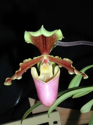 Bild von Paphiopedilum hermannii 3