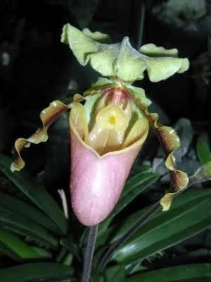 Bild von Paphiopedilum hermannii 7