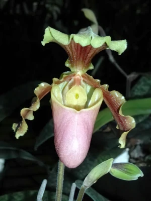 Bild von Paphiopedilum hermannii