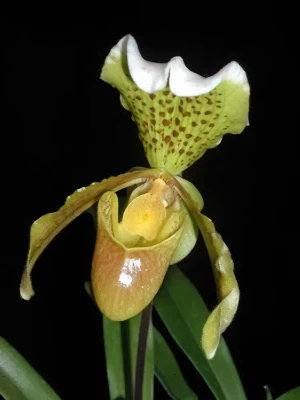 Bild von Paphiopedilum insigne 2