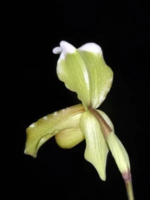 Bild von Paphiopedilum insigne