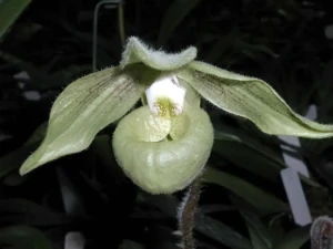 Bild von Paphiopedilum jackii